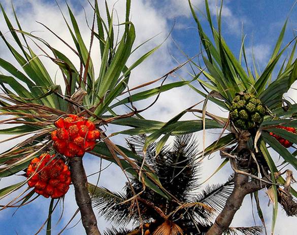 11.Quả dứa dại là một trong những nguồn dinh dưỡng chính ở Liên bang Micronesia (đảo nằm ở Thái Bình Dương). Ngoài ra, loại quả này còn có ứng dụng trong nha khoa.